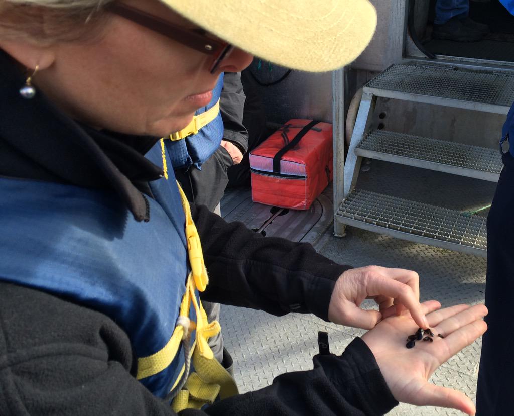 Increasingly acidic waters mean mussels have a harder time holding onto the line and baby mussels don't make it