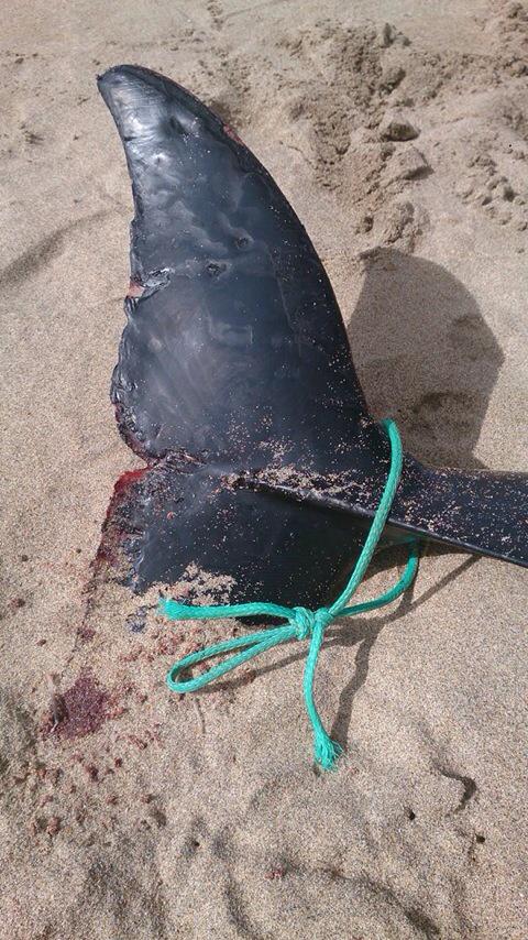sascampaigns's tweet photo. Common dolphin discovered in Cornwall this morning with signs of entanglement in ghost fishing gear #ghostgear http://t.co/0AxWE7vNJE