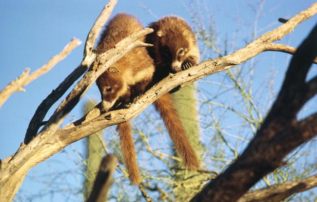 Discovery's tweet image. #AnimalOfTheDay: The white-nosed coati. (Nasua narica)
