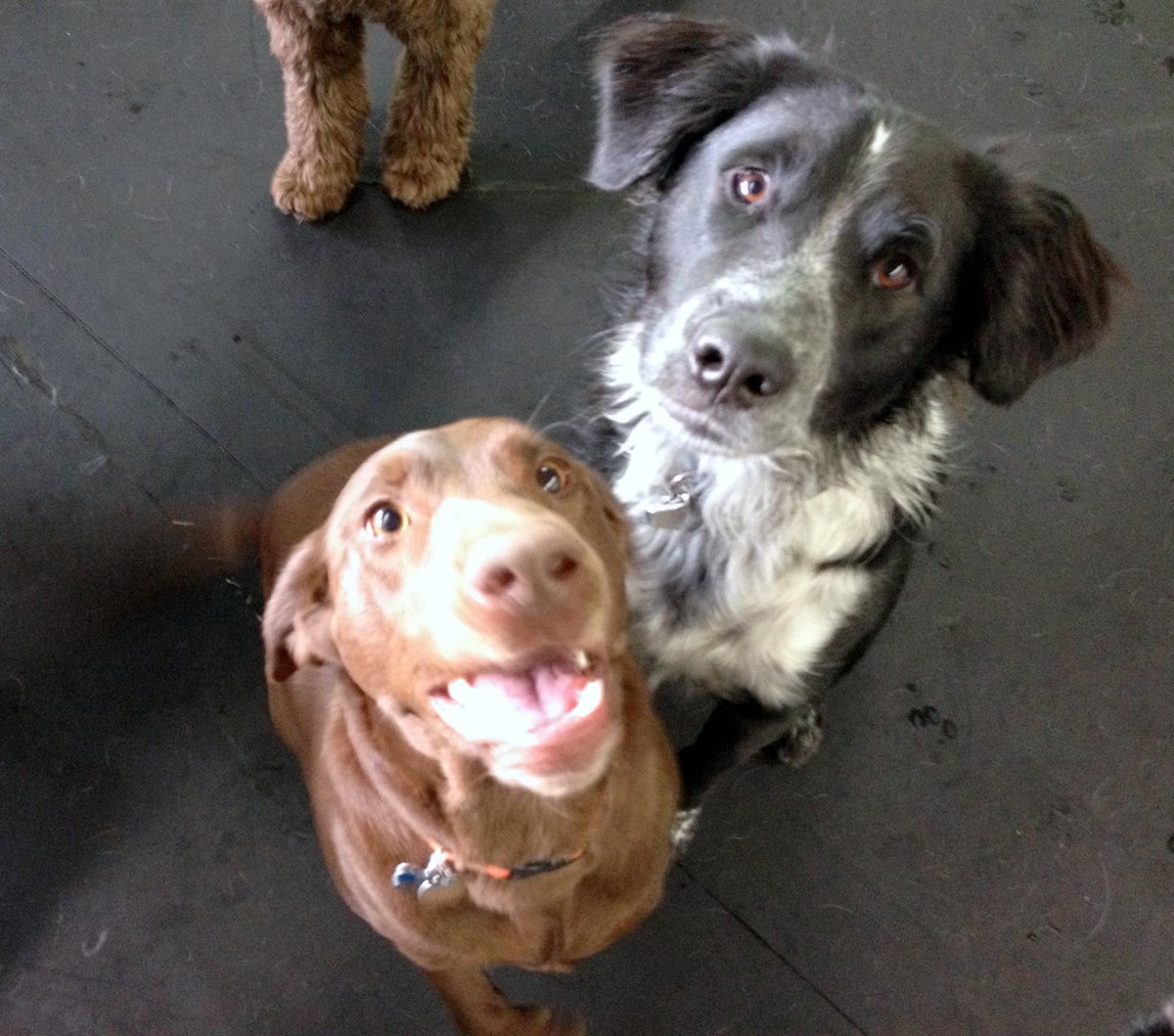 CentralBarkMV's tweet photo. Lily and Oreo #BFF #dogslife #dogfriends #mke http://t.co/OqvBI3Ftmy