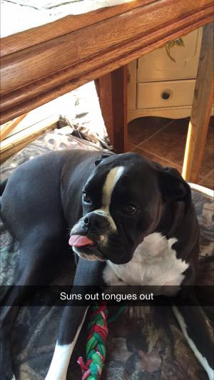 snakeyjake45's tweet photo. Stella telling me to go away I guess #boxer http://t.co/qF1gZcjmWp