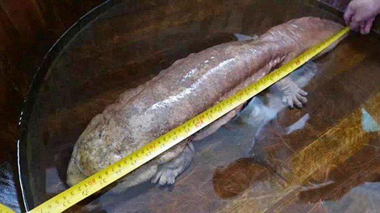 WTrendsInfo's tweet photo. Discovered in China an animal than 170 million years
http://t.co/e4A82g2x2R http://t.co/JIfNdHzCrB