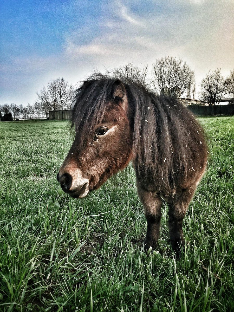 iamjuliod's tweet image. little pony #infrontofme