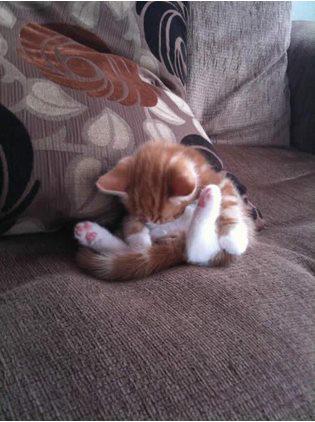 TodoPost's tweet photo. Gatitos lindos dormidos en posiciones curiosas (12 fotos)

Ver 👉 http://t.co/yRkAnV1lMj http://t.co/wsRSJ1GLzF