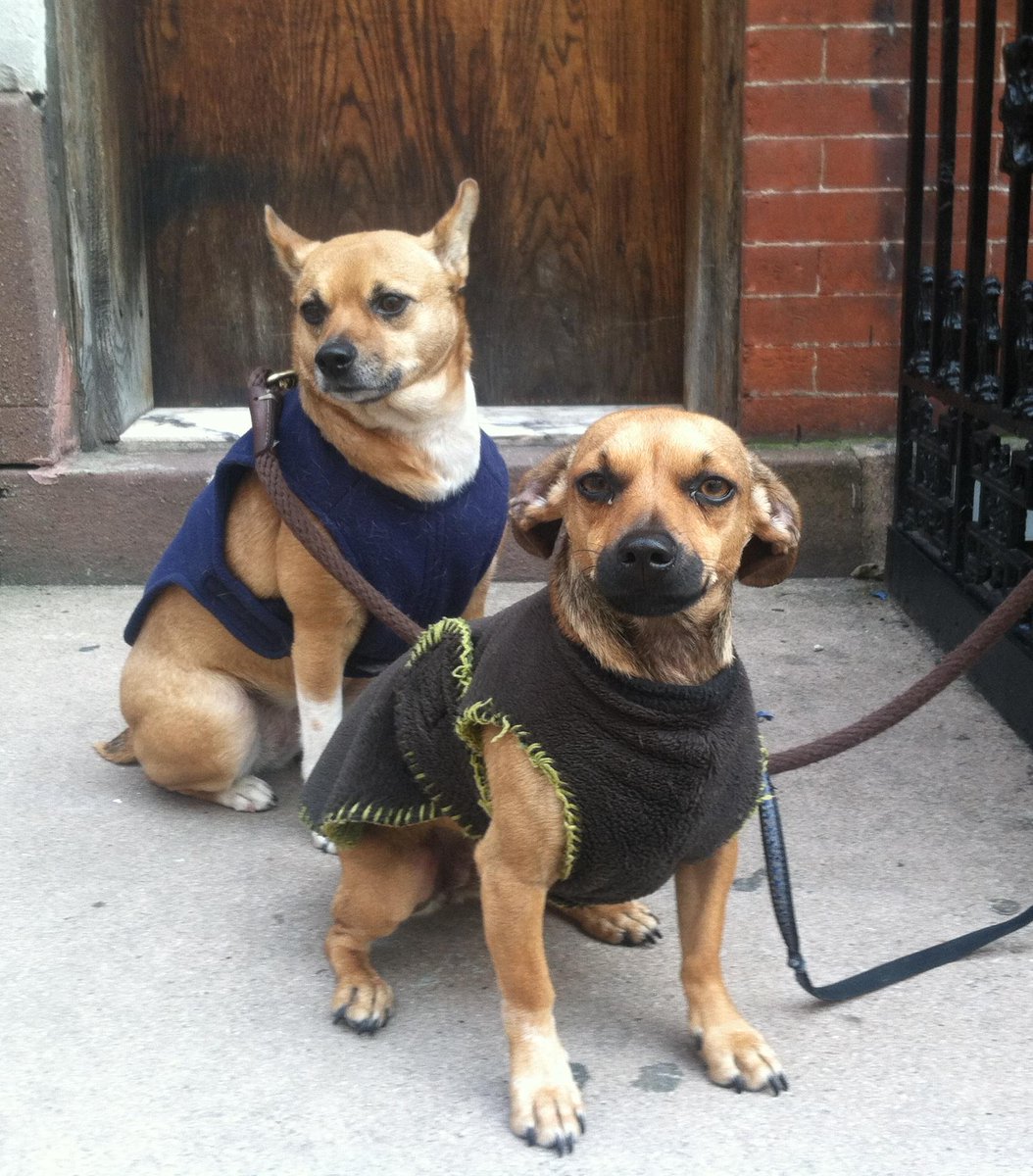 "You talking to me?" #NYC #dogsoftwitter #woofwoof