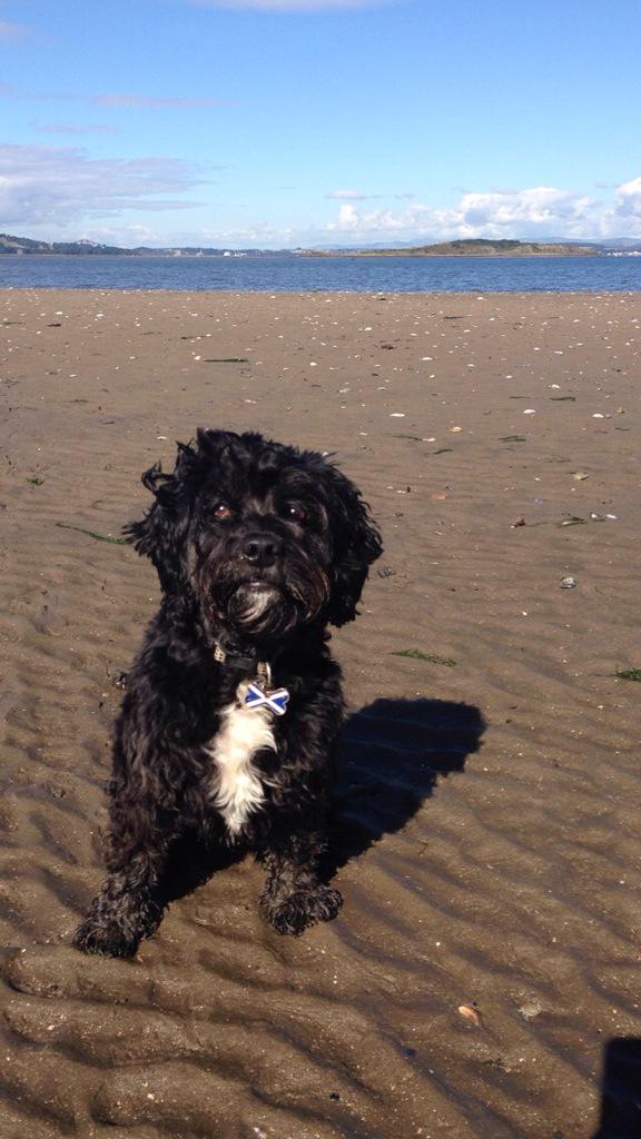SamanthaW19's tweet photo. #NatonalPuppyDay love my puppy dog!!!! http://t.co/ATts16Ujo7