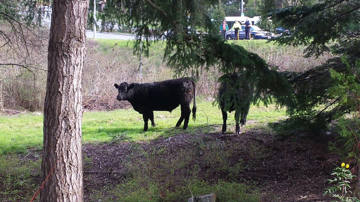 WestshoreRCMP's tweet image. We have our English-Cow Translator on the way.  #moo