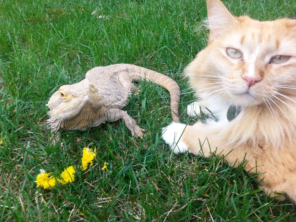 EEPCSUN's tweet photo. Jake is enjoying his Spring Break by chomping on some dandelions outside! How are you enjoying today's nice weather? http://t.co/Xxp4Ch20gQ