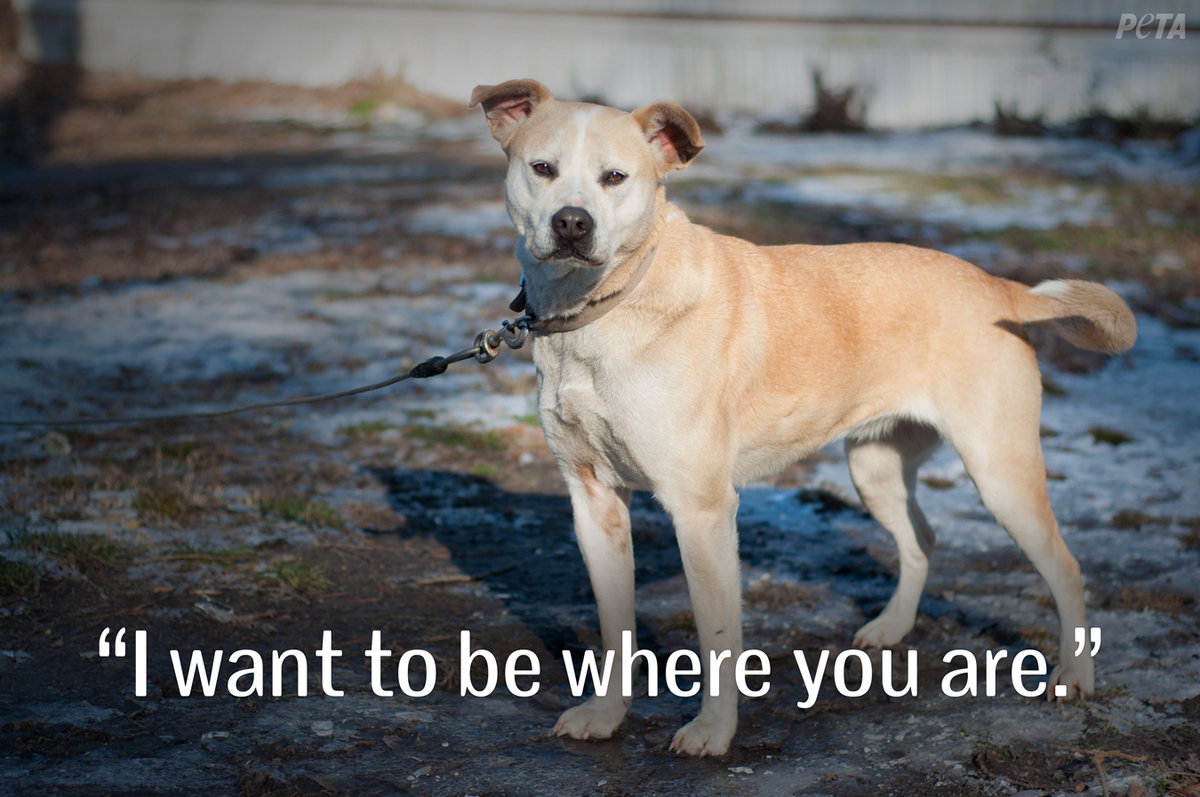 peta's tweet photo. Your dog wants to be with you, not outside on a chain. #BanChaining http://t.co/LzongVP69Z
