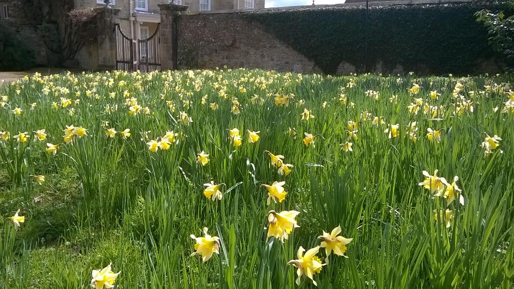 A sea of yellow under the black walnut tree at the moment.