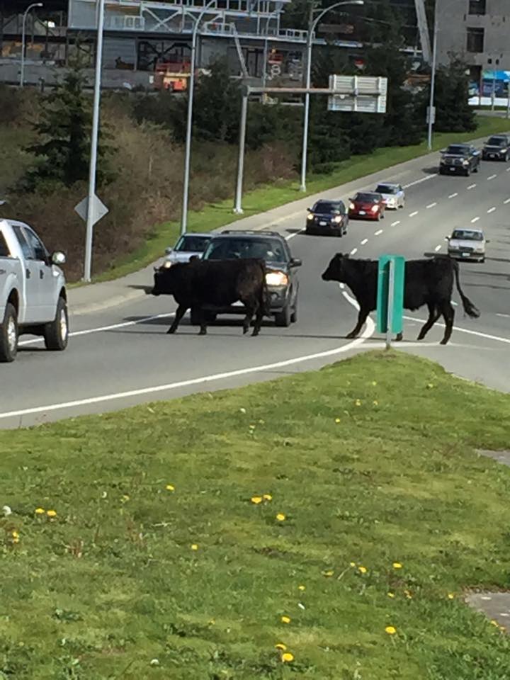 Just a typical day in #yyj - 2 cows decided to go for a walk along the TCH near the VGH exit. #cowsontherun Nicole B