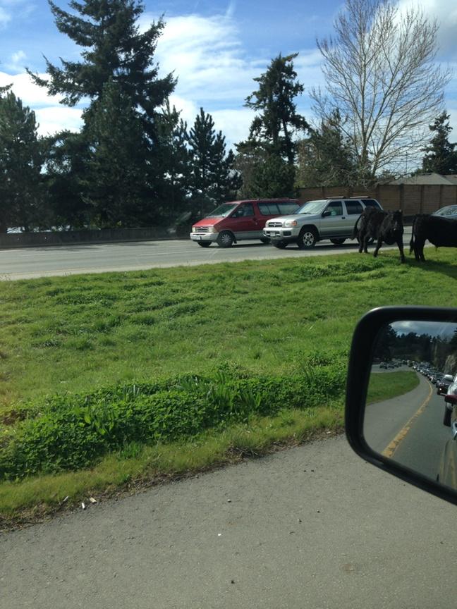 TranBCVanIsle's tweet image. Cows on #bchwy1 - not your average day #Victoria 
Expect delays &amp;amp; be patient as we get the cows safely off the hwy