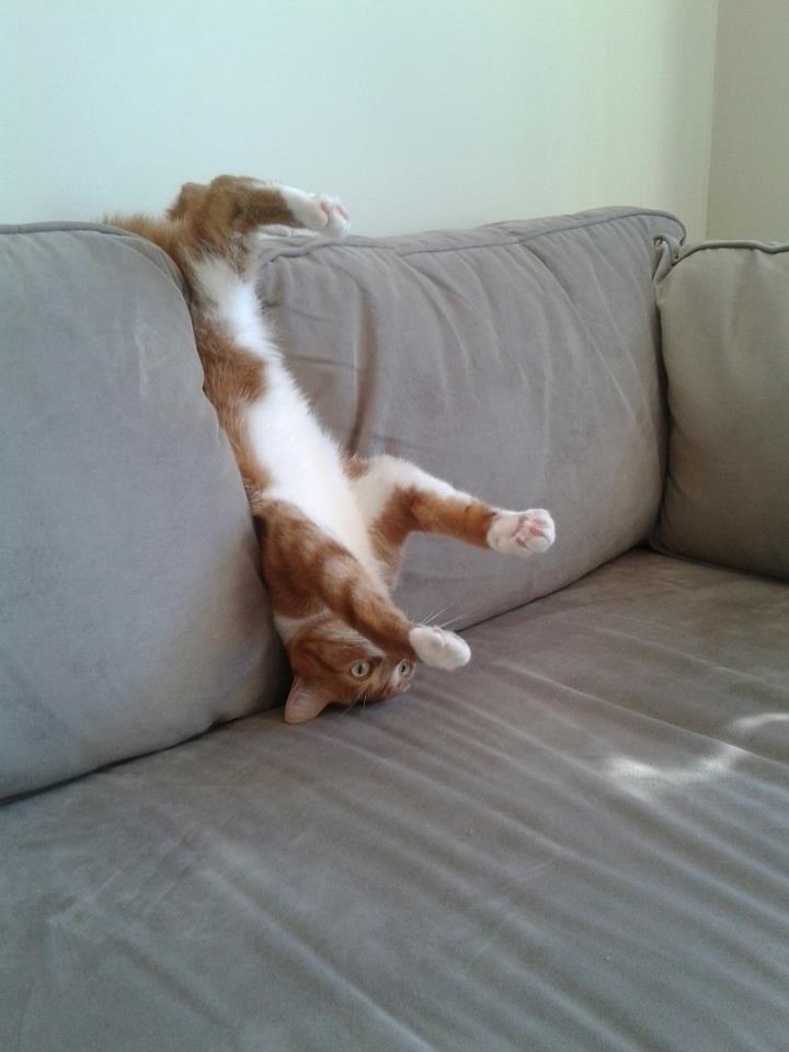 edmundi's tweet photo. Cuando me dicen: "Por favor siéntate bien".

– http://t.co/MaWH72uWPC