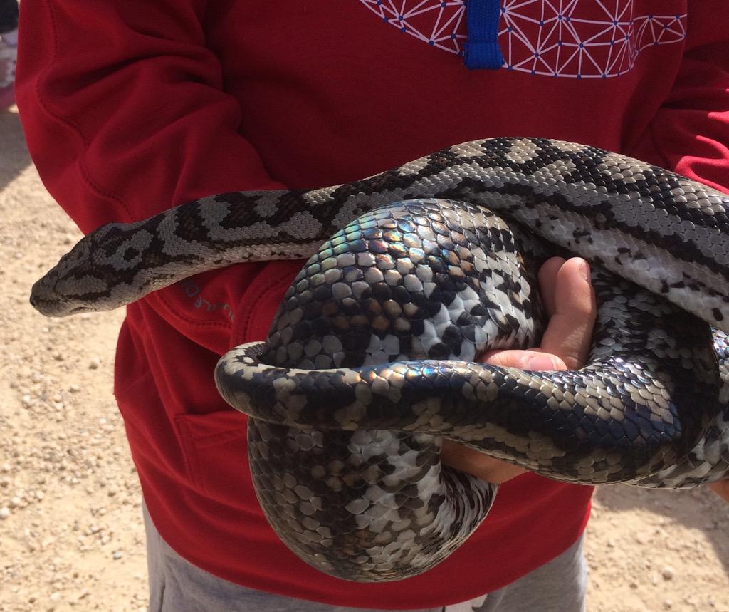 pembrokejs's tweet photo. Up close and personal with a Murray Carpet Python. http://t.co/WeWm15EkU4