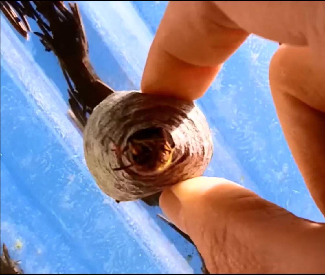 Cutaplug's tweet image. I literally fell out of my chair laughing @MetalDetectorUK! buff.ly/19NLlBt