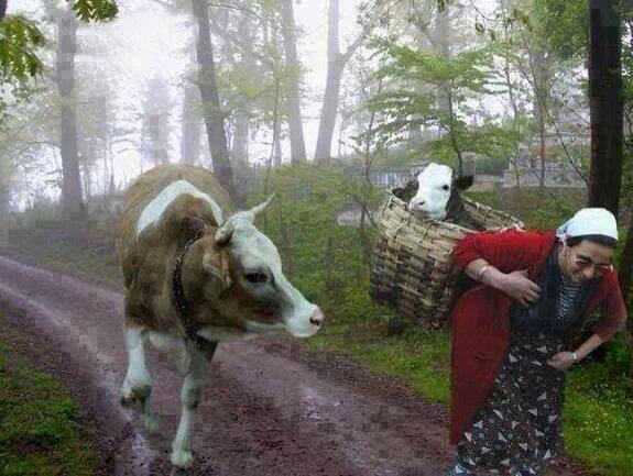 Artvin'de bir kadın.İneği uzaklarda doğurmuş İki ana düşer yola.Biri sırtında şefkat taşır Diğeri gözlerinde minnet