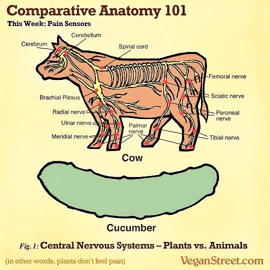 Kirsten Henry on Twitter "Pain sensors Plants vs Animals..in