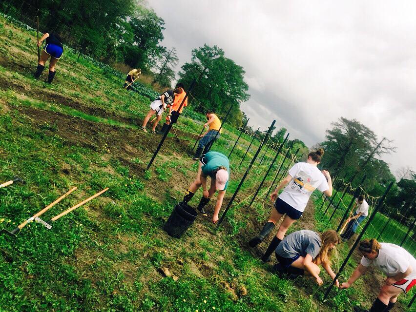 MABigEasy's tweet photo. Some Bark Rangers (and faculTREE) just doing their part to help Grow Dat SPRUCE up their farm. #Weeding #TREEding http://t.co/JishMJ7tLk