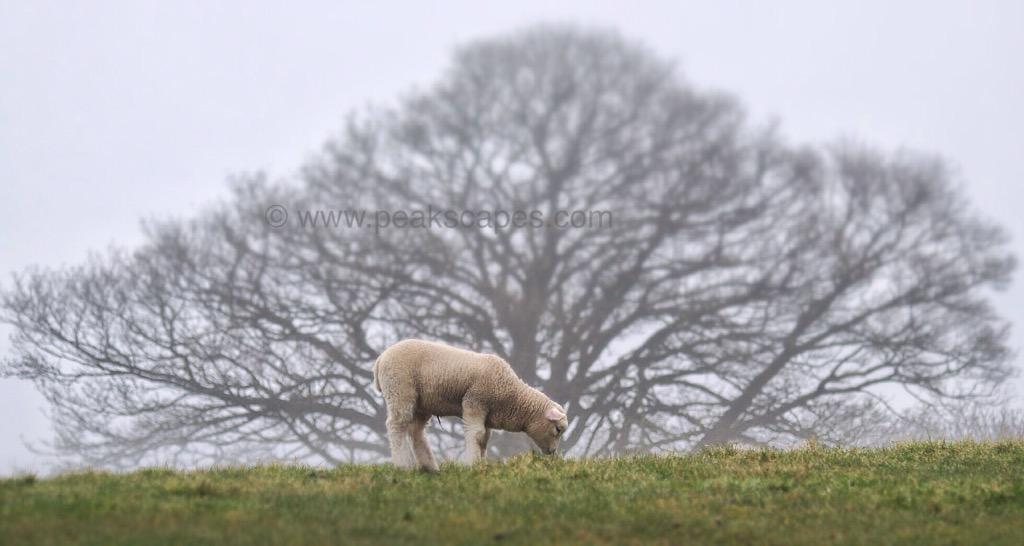#Spring is springing in the #PeakDistrict and we're so lucky to see it. Are you coming to share it?