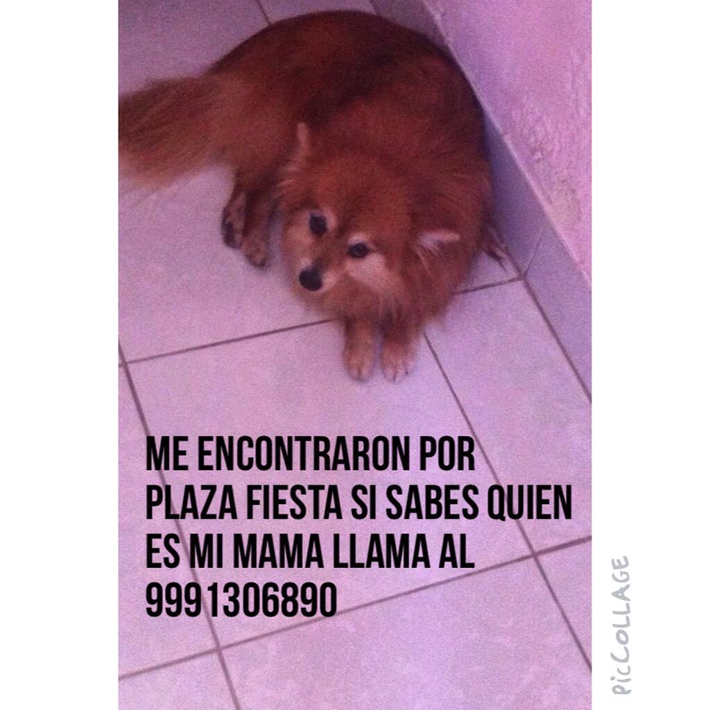 prisvega's tweet photo. Ayúdenme a encontrar a mis dueños!!! http://t.co/7eB1HoN2Zl