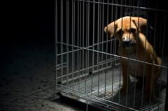 LlamadmeNei's tweet photo. El 40% de los animales comprados en Navidad serán abandonados este verano. Víctimas de la irresponsabilidad. #Adopta http://t.co/vQIceGgM67