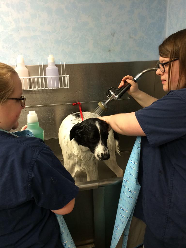 bt_animalsci1's tweet photo. The girls are taking care of our new surrender Penny! She really appreciated the special treatment @BTCareerTechED http://t.co/rU0057XXNW