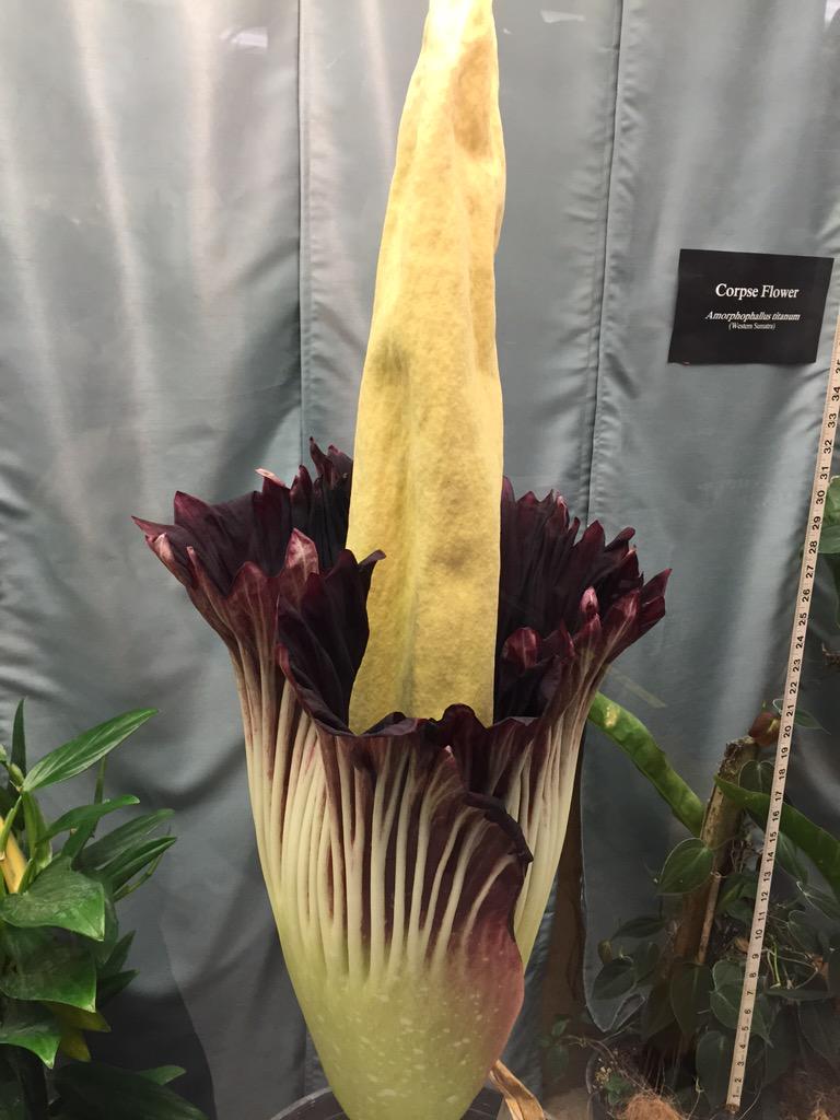 K_risty_6235's tweet image. Yes! Finally got to see the corpse flower bloom. It definitely does smell bad! @sacstate #sacstatement @SacSTATEMENT