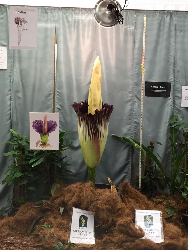 K_risty_6235's tweet image. Yes! Finally got to see the corpse flower bloom. It definitely does smell bad! @sacstate #sacstatement @SacSTATEMENT