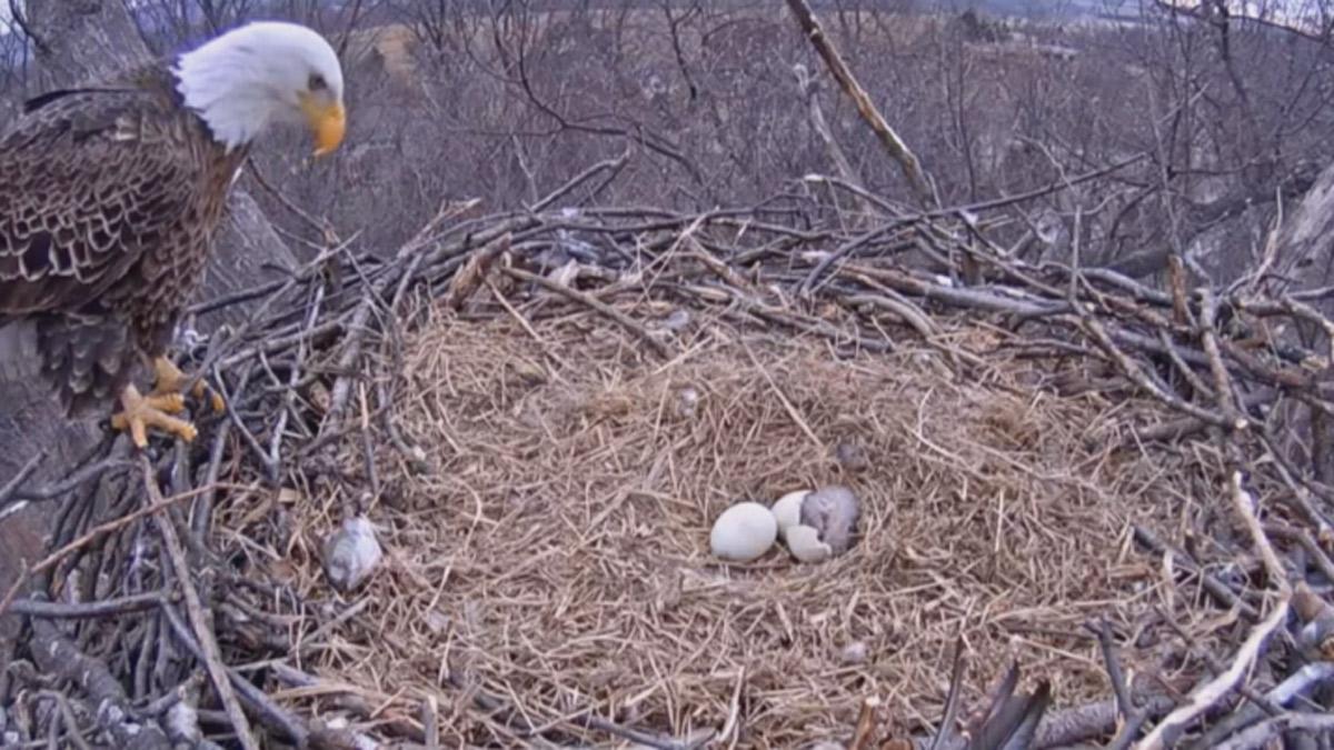 kimkulick's tweet photo. “@NBCPhiladelphia: WATCH: Bald eagle hatches in Pennsylvania nest: http://t.co/N9VSKhOb4q http://t.co/HyVEWflz0H” @kelcrossin