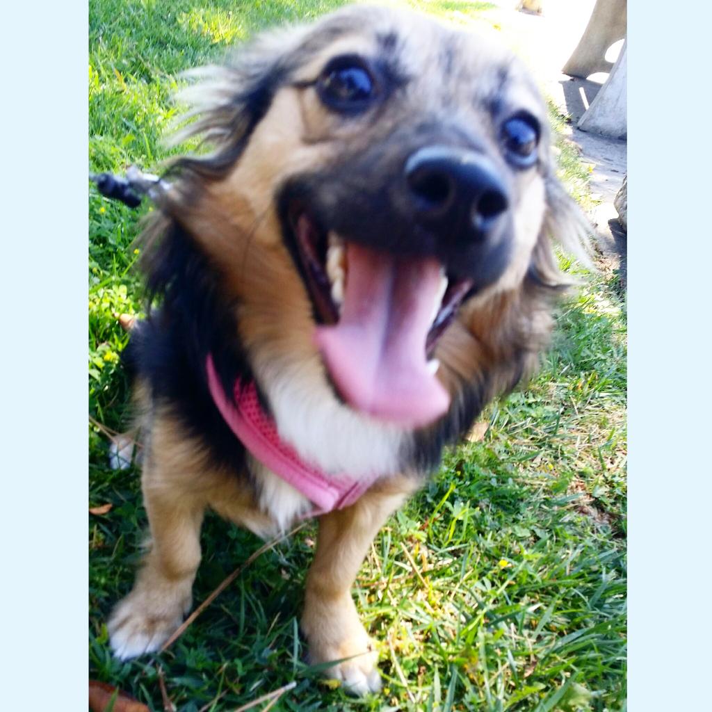 wallpapers Chihuahua Dog Sticking Tongue Out Meme Twitter tongue out dont care baka dog approved