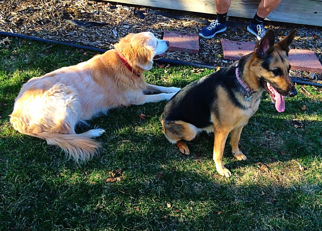 sami_scout's tweet photo. Sami and scout had a play day the other day ❤️ @GSDLore http://t.co/iIJujbOqrG