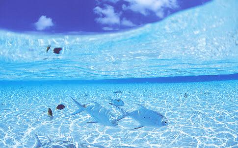 Travel To Maldives tweet media