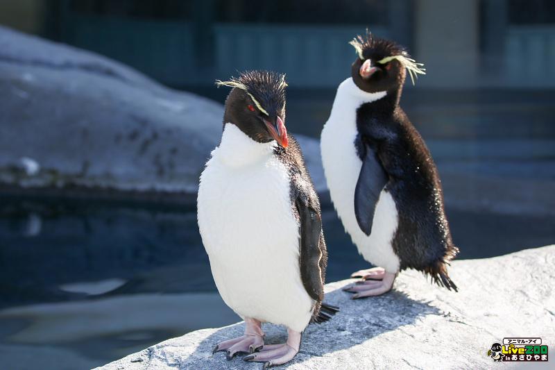 Live Zoo In あさひやま A Twitteren イワトビペンギン は赤い目と黄色い飾り羽が精悍 頭部の羽毛が長い特徴を活かして 1990年台の整髪料cmに出てました 30代 なら知っているかな By Sakurai Http T Co 9tvfwy5uup Http T Co 8sh5xqsr90