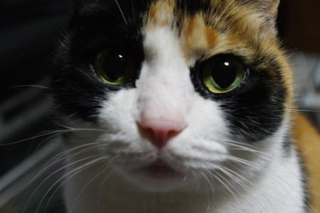 catlike_bot tweet picture