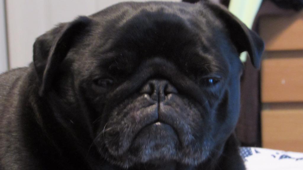 JimboUnplugged's tweet photo. This looks like a doggie mugshot. #RudyThePug http://t.co/bk1AZQhz6u