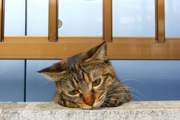 catlike_bot tweet picture