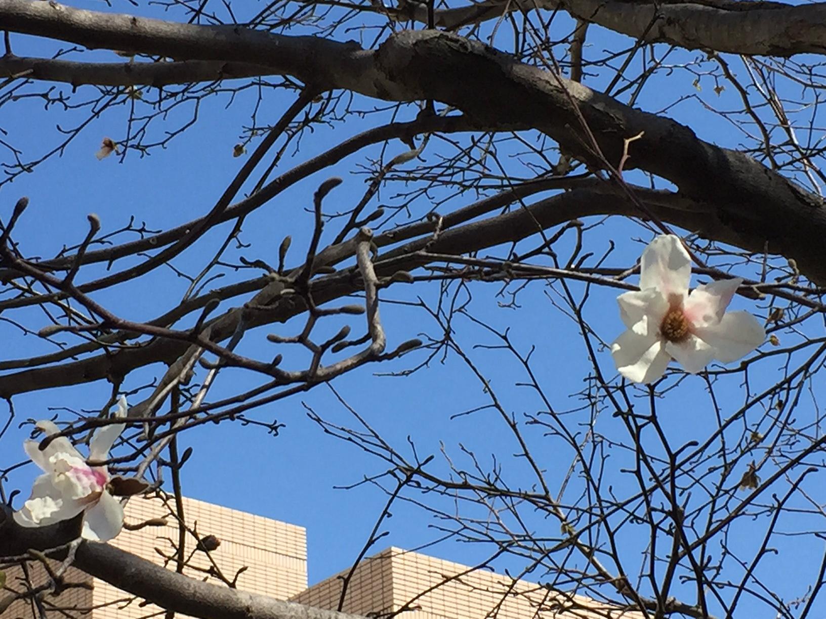 横浜市神奈川区役所 区の木 こぶし 開花情報 神奈川区役所近くの反町公園では 神奈川区の木 こぶしの花が咲いています 桜とあわせてお楽しみください Http T Co Ynn5ttbqyi Twitter