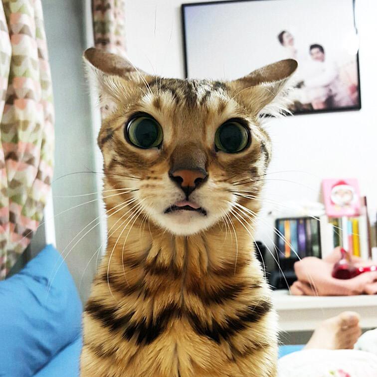 leoleo004's tweet photo. @catsofinstagram 

@bengal_pyu

Identification picture😁😁😁😻😻 http://t.co/gS1p32NMe1