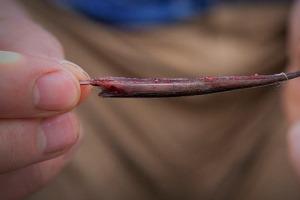 Embedded image permalink