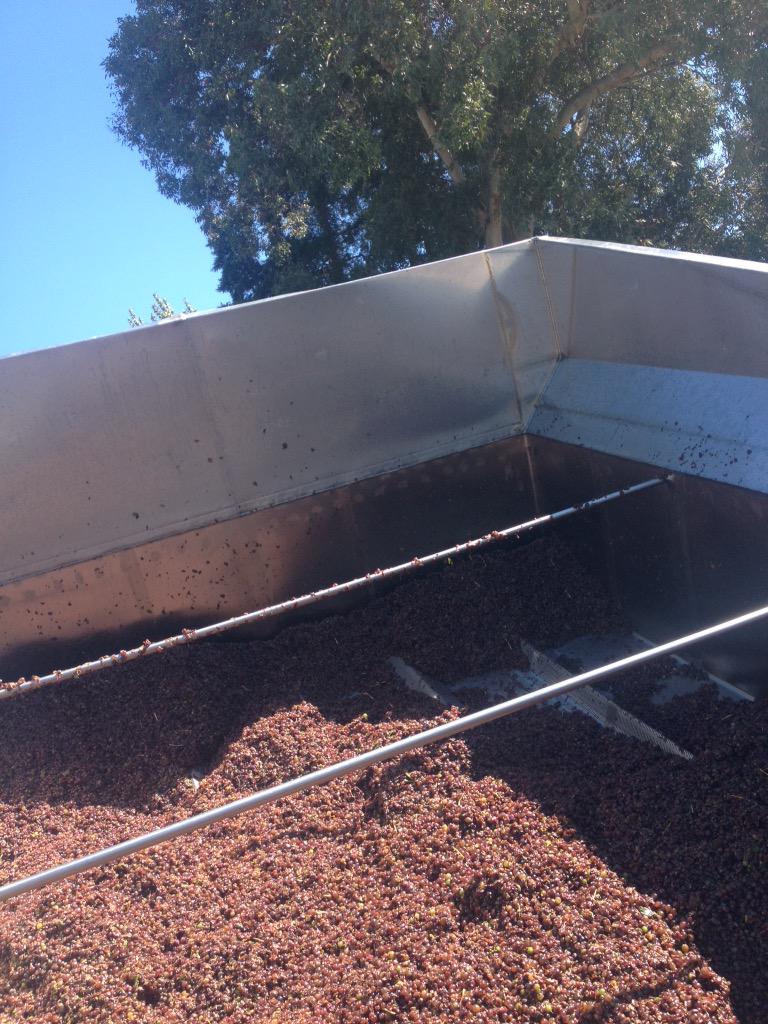 gregkallinson's tweet photo. Ah, Pinot Gris: often best left as grapes #ThereAreExceptions #NZV15 http://t.co/Wj67XYDXu4