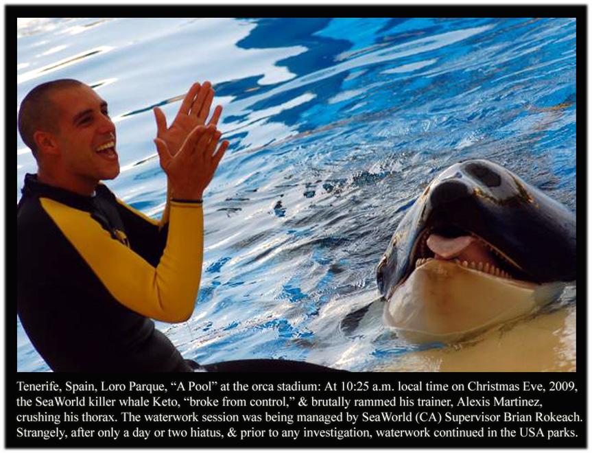 NEWS Memoir To Expose Animal Abuse SeaWorld coming via johnjhargrove