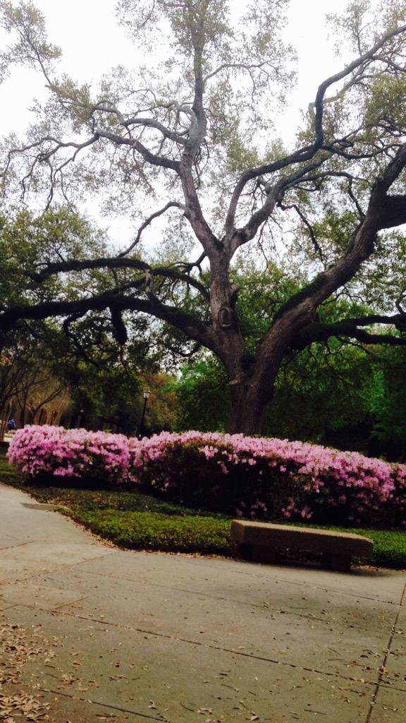 Brunette_Notes's tweet image. campus is beautiful 😍