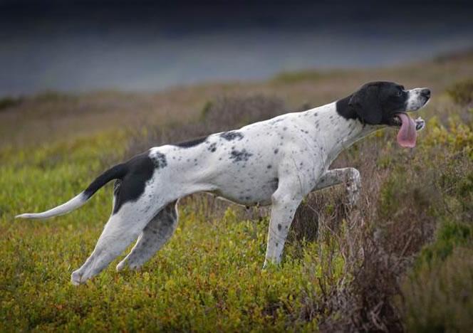 RT <a href="/fcmm20/">Edna Delaney</a>: El #pointer. Muestras de arte