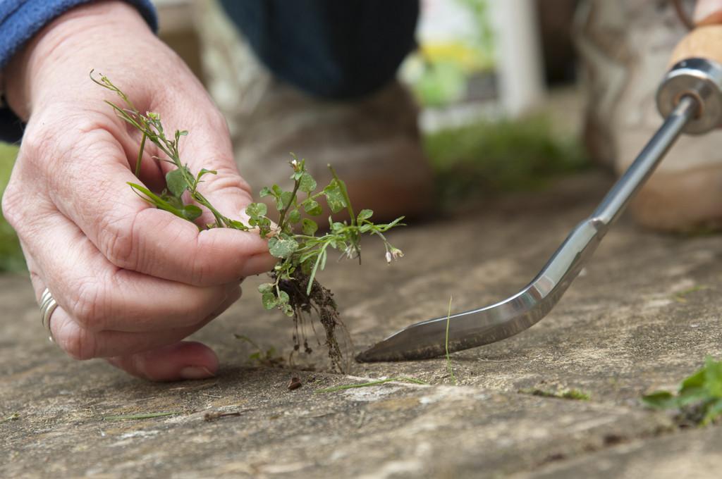 The_RHS's tweet photo. #FledglingFriday Grab your garden by its 'hairy bittercress' this weekend! http://t.co/9vis9mKslM