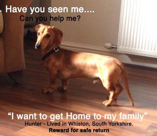 findchrissie's tweet photo. @NiciPickering Pls join Search for #Hunter #TYDG #murphyarmy 28 Mar #Rothervalley @RSPCASheffield @HelpSheffield http://t.co/0D2OYLsvFF"