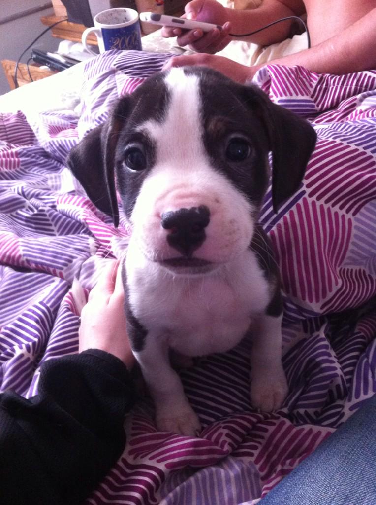 MeganNicoleSims's tweet photo. Everyone, this is Zeus. Aka: peanut. http://t.co/8jKeR0Qq9e