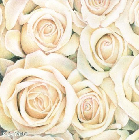 白薔薇のtwitterイラスト検索結果 古い順