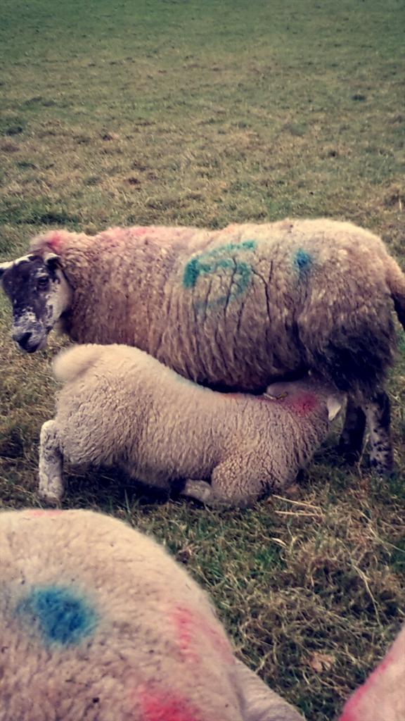 UnemployedFarm's tweet image. It'll be time to wean this one before long ...