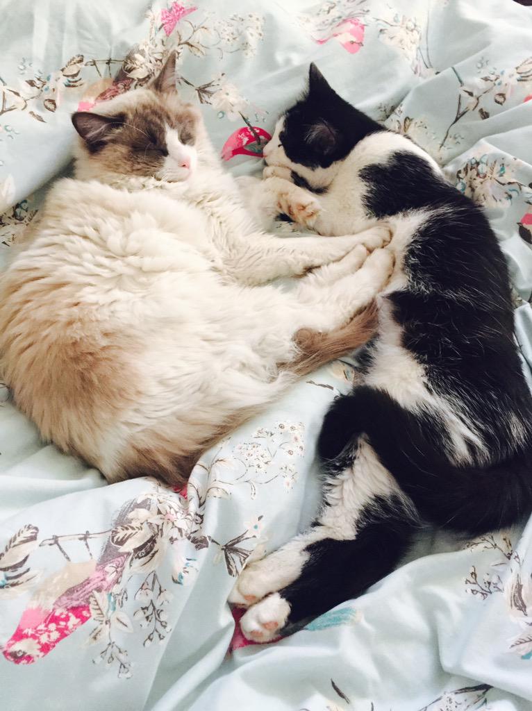 apriltoddi's tweet photo. Feeling poorly today so I've got these two in bed to keep me company #CatsOfTwitter http://t.co/iForqxnyKs