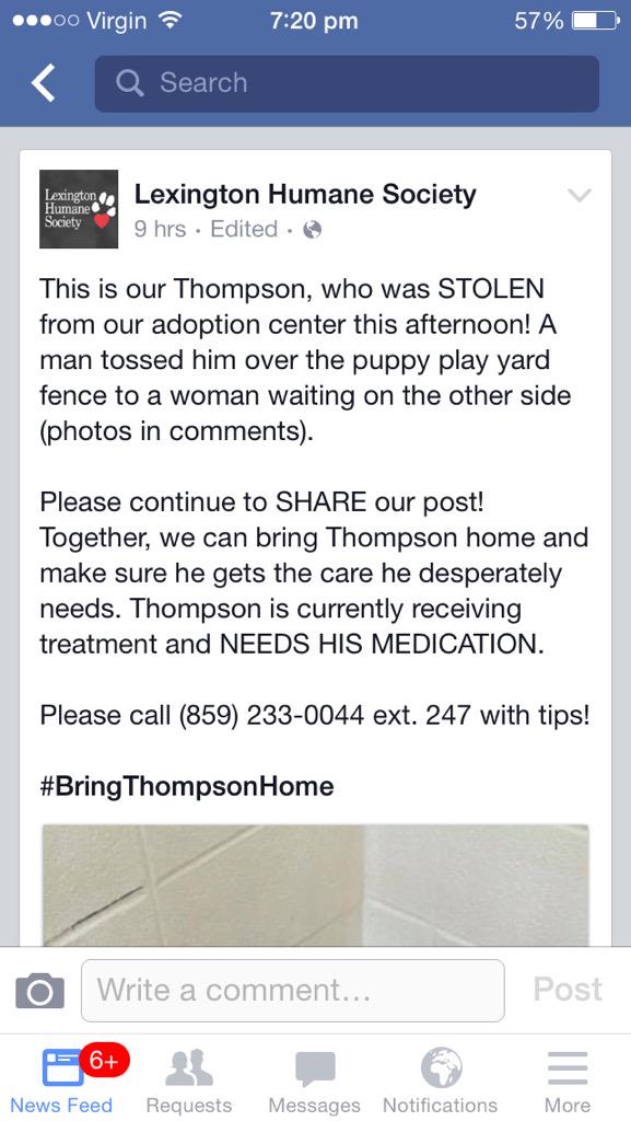 AussieBecka's tweet image. #BringThompsonHome #pleaseshare #stolenpuppy #needsmeds